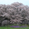 花便り　- 孤高の大桜 -