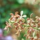 沖縄で出会った花　No. 5