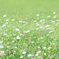 春ほんわか花畑