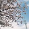 桜とスカイツリー