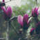 flowers   20160403  #20
