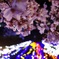 夜桜