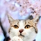 わが家のサクラと猫 (goma)