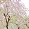 枝垂れ桜