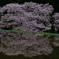 ２016年の諸木野の桜