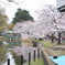 桜と池