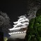 熊本城の夜桜