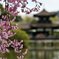 平安神宮の枝垂れ桜