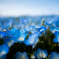 Nemophila