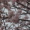 徳山動物園の桜3