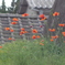 オレンジ色の花