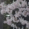 徳山動物園の桜4