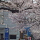 緑と文化のプロムナードの桜