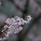 桜1
