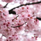 雨上がりのお花見