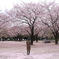 桜を眺める女性