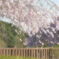 しだれ桜