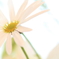 sakura*iro