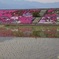 芝桜