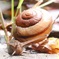 カタツムリ④