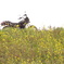 DSC01821