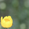 ふわりと