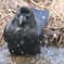 カラスの行水