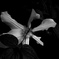 IMGP4603-25