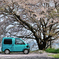 桜の木の下で