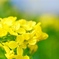 菜の花