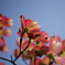 桜の次は君だ！