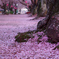桜の道