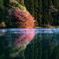 残花輝く