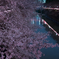 目黒川桜祭り