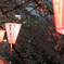 目黒川桜祭り