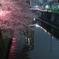 目黒川桜祭り