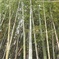 近くの竹林