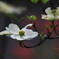 WHITE-HANAMIZUKI