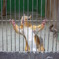 PRISON　BREAK