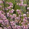 八重桜～徳川庭園