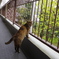ねこと新緑