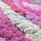 20100429_showakinen_1732