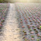 20100429_showakinen_1983