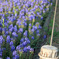 20100429_showakinen_1902