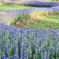 20100429_showakinen_1907