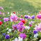 20100429_showakinen_1921