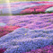 20100429_showakinen_1933