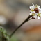 野の花