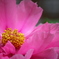 花芯
