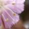 蕊